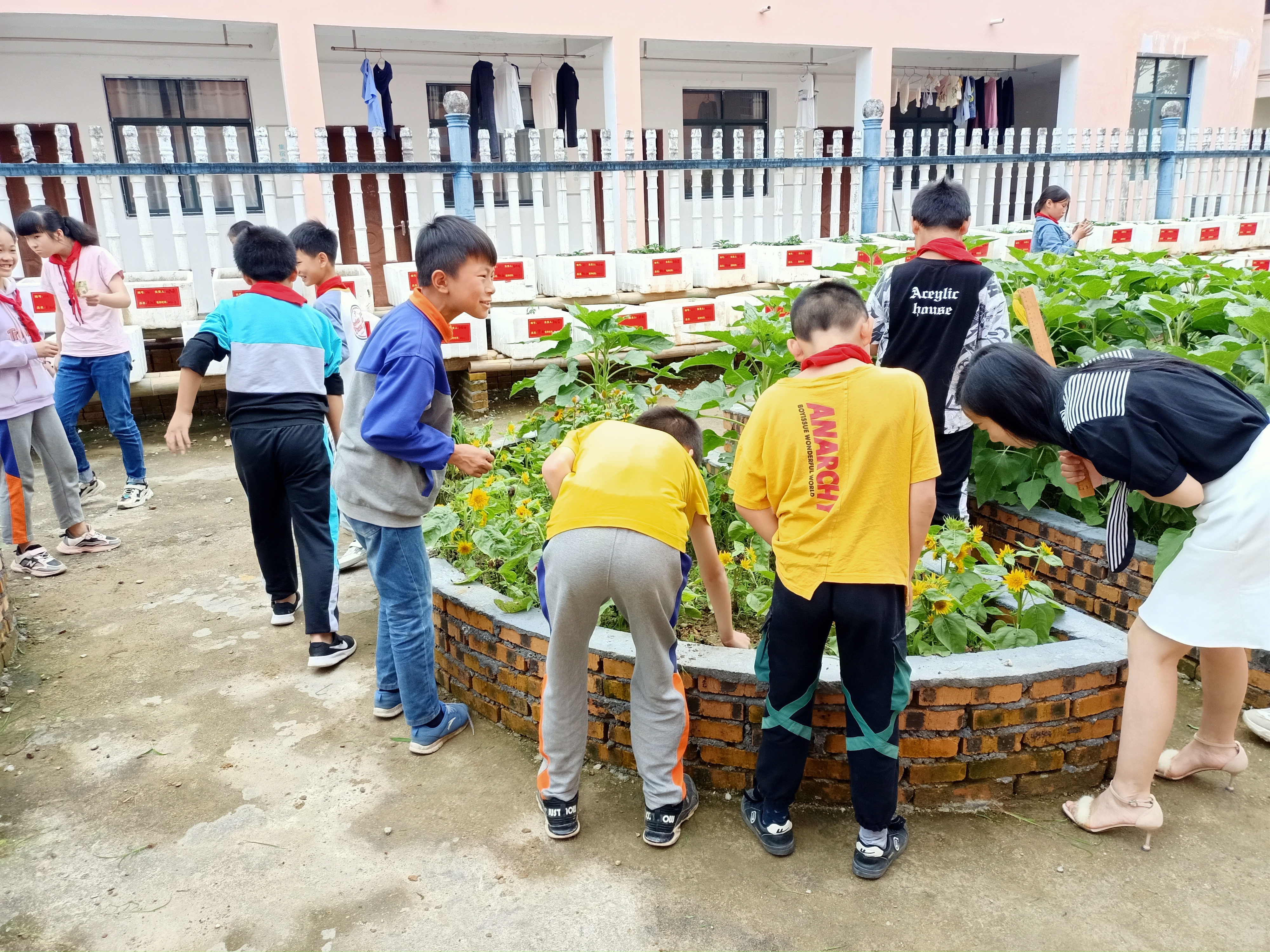 高村镇中心小学三年级老师和同学在学校劳动实践基地观察花卉生长情况.jpg